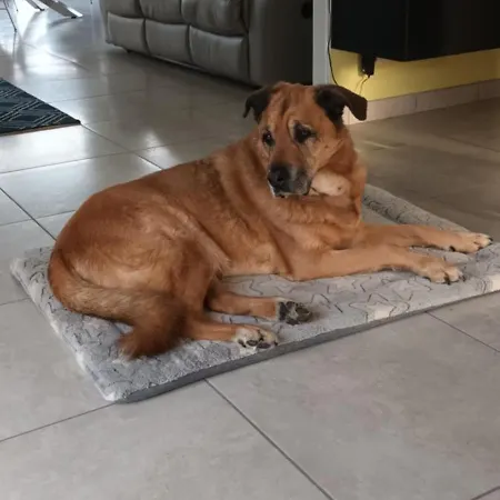 Alojamento de Acomodação e Pequeno-almoço Anemone 14 3*